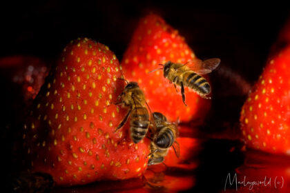 macro foto bijen vliegend tussen aardbeien
