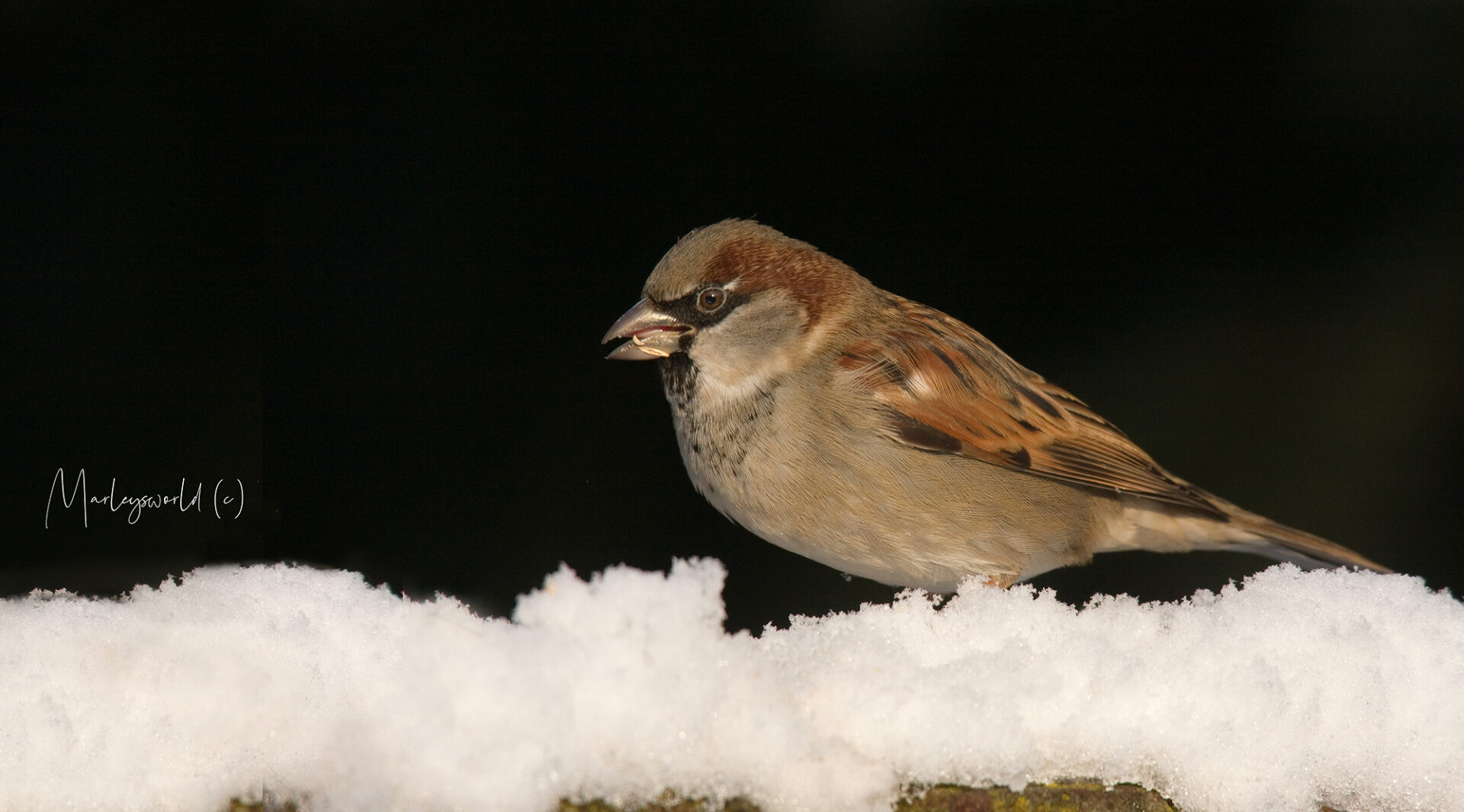 Birdie on snow