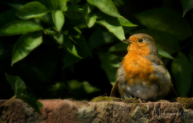 Robin on the wall