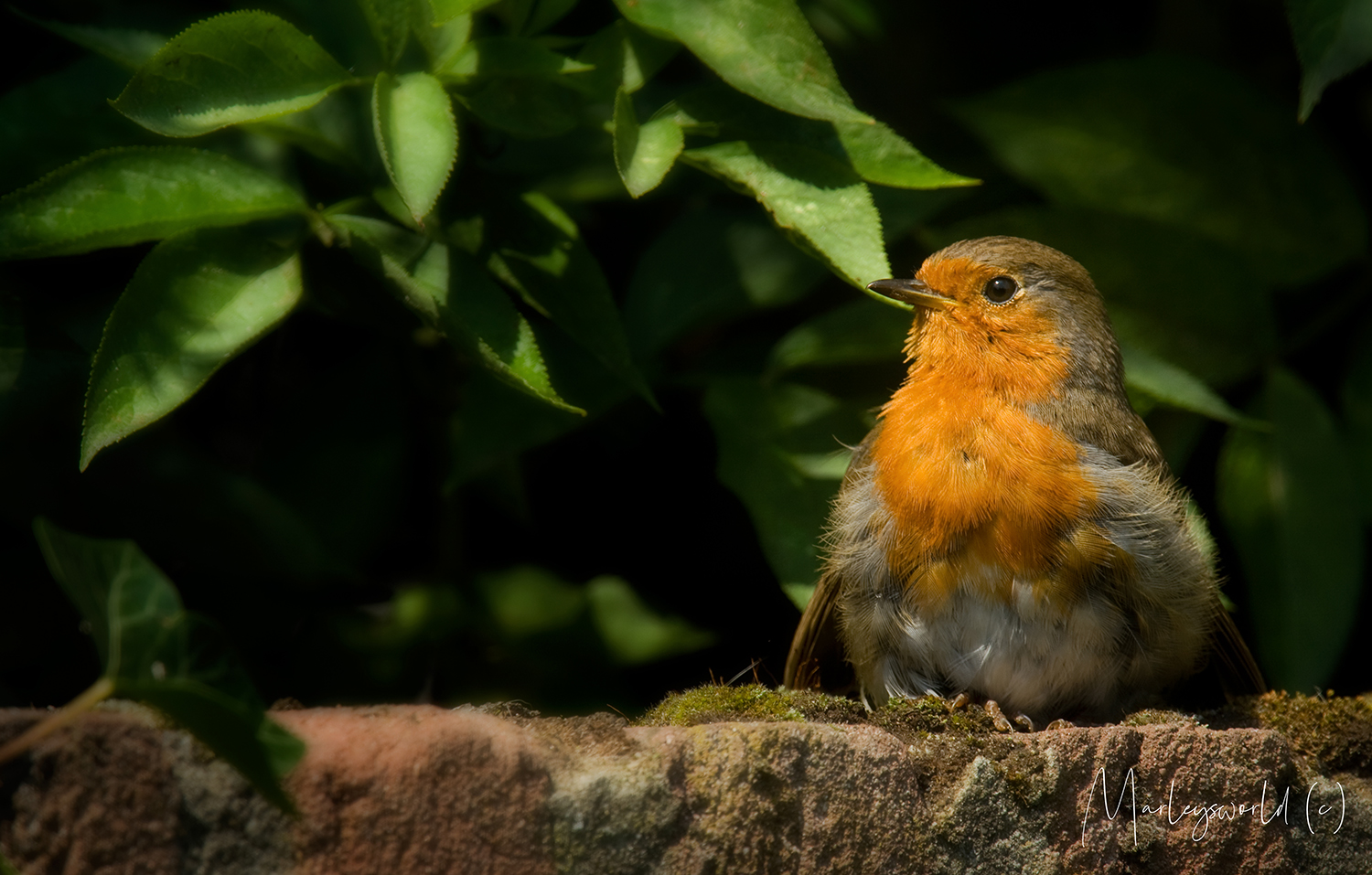 Robin on the wall